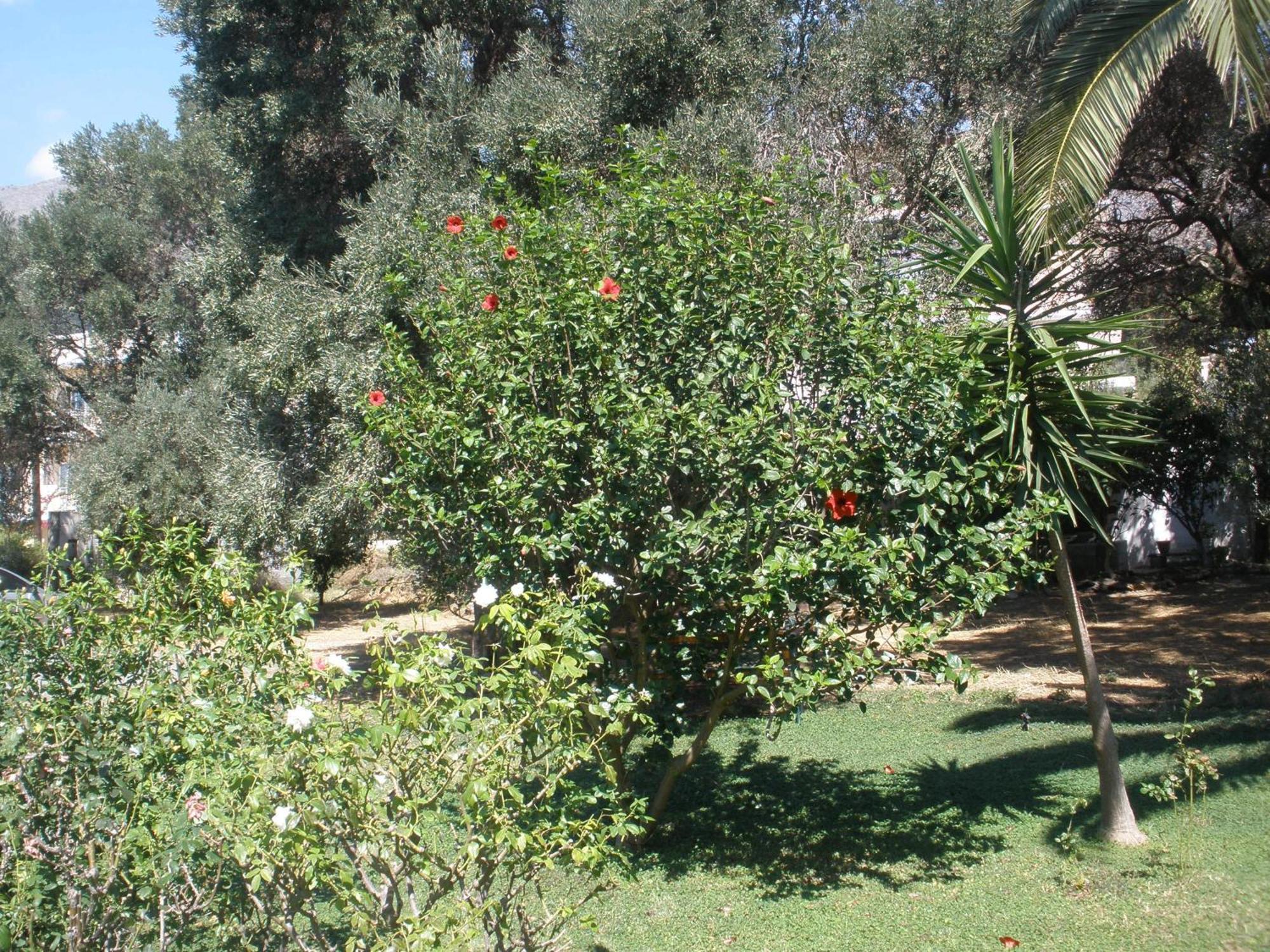 Livadi Πλακιάς